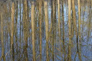Water Surface Reflections Stampe: Reflection of deciduous trees on the water surface