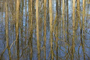 Deciduous Tree Reflection Stampe: Reflection of deciduous trees on the water surface