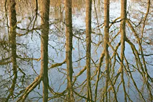 Deserted Waterfront Scene Germany Stampe: Reflection of deciduous trees on the water surface