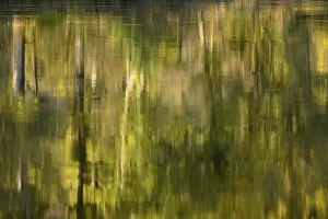 Deciduous Trees On Water Stampe: Reflection of deciduous trees on the water surface