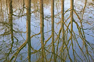 Deciduous Trees Reflection Stampe: Reflection of deciduous trees on the water surface
