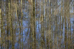 German Waterfront Landscape Stampe: Reflection of deciduous trees on the water surface