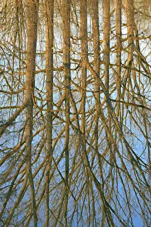 Blue Sky Waterfront Scene Stampe: Reflection of deciduous trees on the water surface