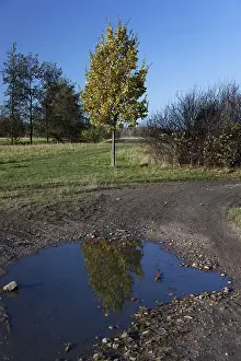 Pedunculate Oak Tree Image Stampe: Reflection of an Oak (Quercus) in a puddle
