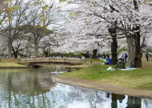 Fruit Tree Blossoms Stampe: Reflection in a pond, cherry trees blooming in spring