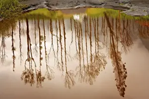 Stampe di Riflessione di alberi alti in un piccolo stagno in autunno a Giava, Indonesia Lago Stampe: Riflessione di alberi alti in un piccolo stagno in autunno a Giava.