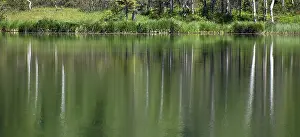Environmental Protection Image Stampe: Reflection of trees in the lake