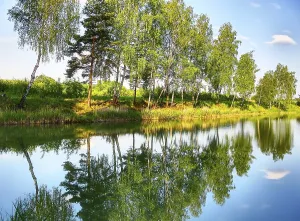 Deserted River Landscape Stampe: Reflection of trees in the river