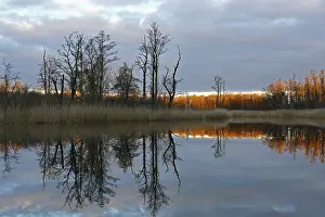 Evening Mood Germany Stampe: Reflection of trees in the water