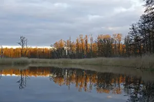 River Reflection Photography Stampe: Reflection of trees in the water