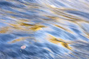 Scandinavian Water Scene Stampe: Reflections in a rushing stream