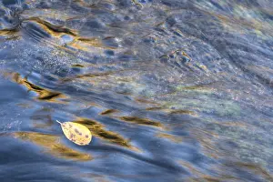 Scandinavian Water Scene Stampe: Reflections in a rushing stream