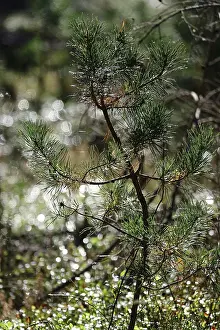Ecofriendly Environment Protection Stampe: Reforestation, small pine tree