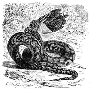African Rock Python Stampe: Reptiles, african rock python (Python sebae)