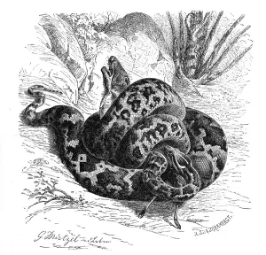 Snake Species Stampe: Reptiles, Bright indian python (Python molurus) is a species of snake in the python family