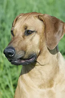 Rhodesian Ridgeback Stampe: Rhodesian Ridgeback
