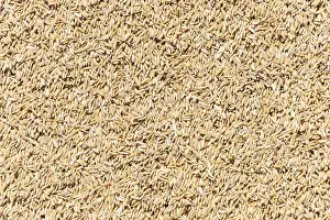 Full Frame Food Images Stampe: Rice