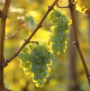Deserted Vineyard Scene Stampe: Riesling grapes