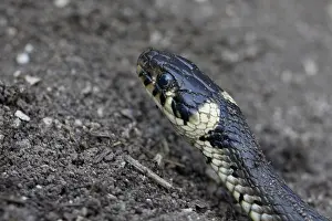 No People In The Wild Stampe: ring snake