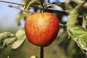 Deciduous Tree Fruit Stampe: Ripe apple on the tree