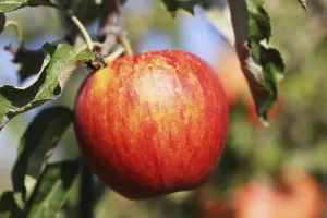 Deciduous Tree Images Stampe: Ripe apple on the tree