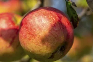 Deciduous Tree Images Stampe: Ripe apple on the tree
