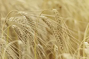 Cereal Crop Field Stampe: Ripe Eears Of Rye In The Field