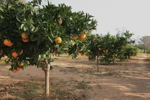 Exotic Tropical Fruits Stampe: Ripe oranges on the tree