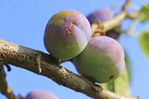 Ripe Plums Stampe: Ripe plums on the tree