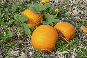 Scandinavian Farmland Stampe: Ripe pumpkins on a field in Loderup