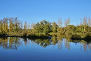 Bavaria Waterfront Scene Stampe: River, Main, Trees, Reflection