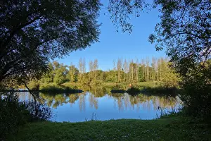 River Main Germany Stampe: River, Main, Trees, Reflection