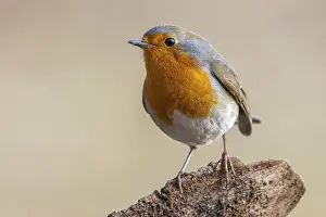 Old World Fly Catchers Stampe: Robin, Erithacus rubecula