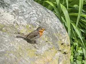 Migrant Bird Species Stampe: Robin Erithacus rubecula