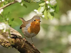 Wildlife Germany Stampe: A robin (Erithacus rubecula) perched on a root