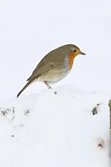 European Robin In Winter Stampe: Robin (Erithacus rubecula), in winter on the ground in the snow