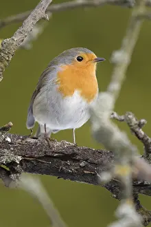 Robin nel giardino.