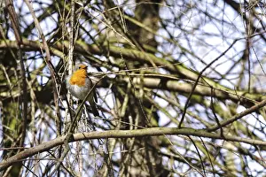 European Robin Germany Stampe: Robin in a tree, spring, Germany