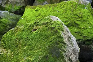 European Rock Formations Stampe: Rocks covered in algae, Corniche Basque