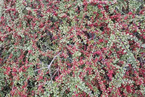 Lower Saxony Plants Stampe: Rockspray cotoneaster (Cotoneaster horizontalis)