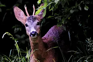 Roe Deer Stampe: Roe deer looking into the camera