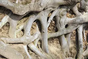 Uninhabited Forest Scenes Stampe: Roots of a beech