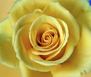 Yellow Blossom Detail Stampe: Rose