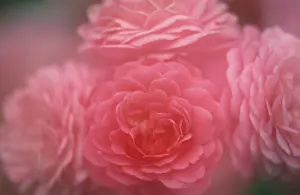 Rosaceae Family Stampe: Rose