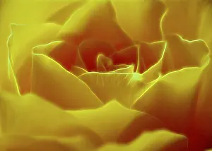 Open Air Flowering Plants Stampe: Rose