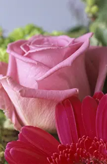 Pink Flower Detail Stampe: Rose bloom