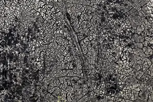 Deserted Road Surface Stampe: Rotted tar coating on a drum
