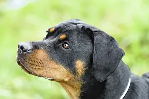 Pedigree Dog Photo Stampe: Rottweiler