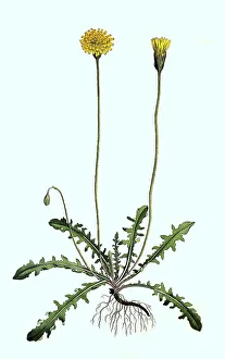 Historical Flora Images Stampe: Rough hawkbit (Leontodon hispidus)