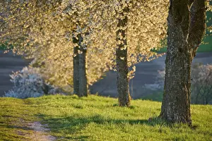 German Uplands Landscape Stampe: Row of cherry trees, cherry blossoms